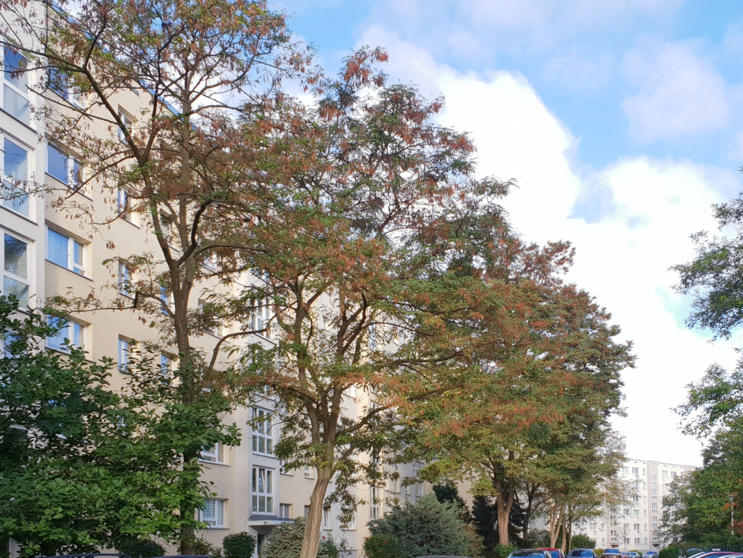 Robinienstraße 18, 01169 Dresden